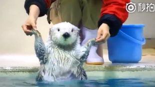 网红小海獭可怜吗,命运多舛，可怜的海洋精灵